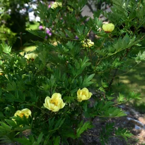 Souvenir de Lothar Parlasca